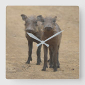 Kutest Baby Animals | Twee jonge Warthogs Vierkante Klok (Voorkant)