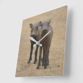 Kutest Baby Animals | Twee jonge Warthogs Vierkante Klok (Hoek)