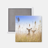 Kutest Baby Animals | Twee jonge Witte Gedetaillee Magneet (Voorkant / Achterkant)