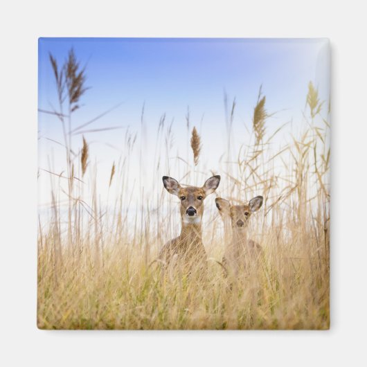 Kutest Baby Animals | Twee jonge Witte Gedetaillee Magneet (Voorkant)