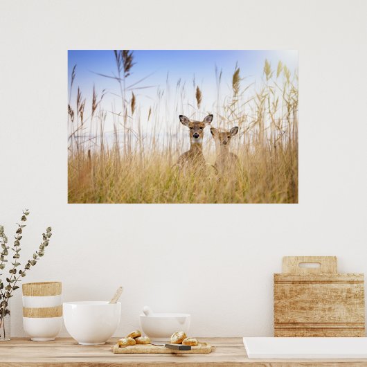 Kutest Baby Animals | Twee jonge Witte Gedetaillee Poster (Keuken)