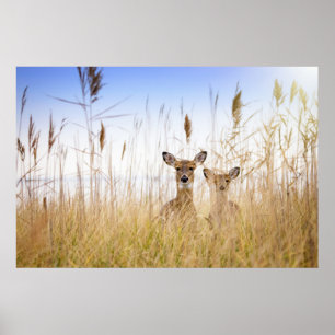 Kutest Baby Animals   Twee jonge Witte Gedetaillee Poster