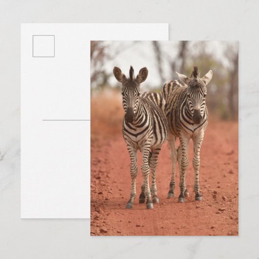 Kutest Baby Animals | Twee jonge Zebras Briefkaart (Voorkant / Achterkant)