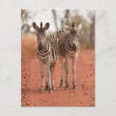 Kutest Baby Animals | Twee jonge Zebras Briefkaart (Voorkant)