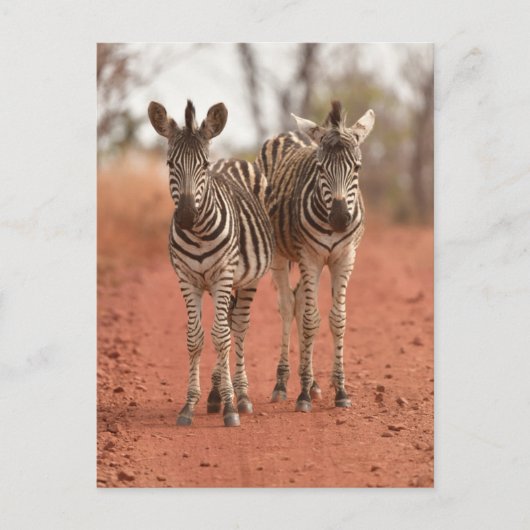 Kutest Baby Animals | Twee jonge Zebras Briefkaart (Voorkant)