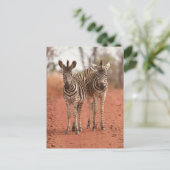 Kutest Baby Animals | Twee jonge Zebras Briefkaart (Staand voorkant)