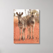 Kutest Baby Animals | Twee jonge Zebras Canvas Afdruk (Voorkant)