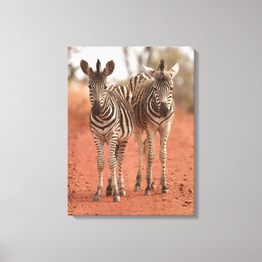 Kutest Baby Animals | Twee jonge Zebras Canvas Afdruk (Voorkant)