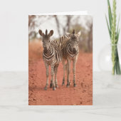 Kutest Baby Animals | Twee jonge Zebras Kaart (Voorkant)