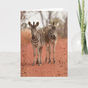 Kutest Baby Animals   Twee jonge Zebras Kaart