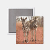 Kutest Baby Animals | Twee jonge Zebras Magneet (Voorkant / Achterkant)