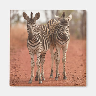 Kutest Baby Animals   Twee jonge Zebras Magneet