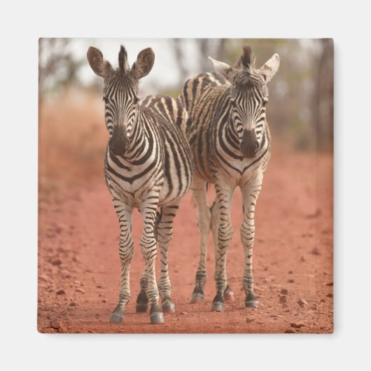 Kutest Baby Animals | Twee jonge Zebras Magneet (Voorkant)