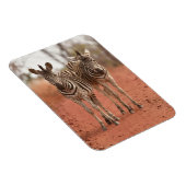 Kutest Baby Animals | Twee jonge Zebras Magneet (Rechterzijde)