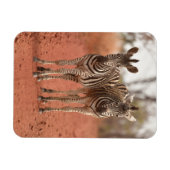 Kutest Baby Animals | Twee jonge Zebras Magneet (Horizontaal)