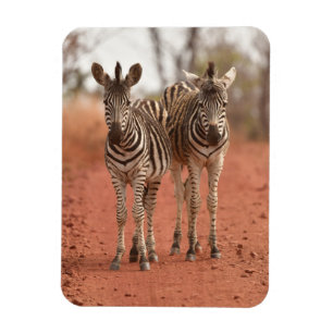 Kutest Baby Animals   Twee jonge Zebras Magneet