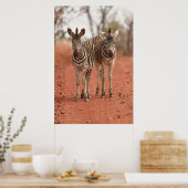 Kutest Baby Animals | Twee jonge Zebras Poster (Keuken)