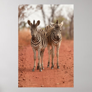 Kutest Baby Animals   Twee jonge Zebras Poster