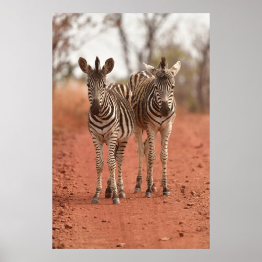 Kutest Baby Animals | Twee jonge Zebras Poster (Voorkant)