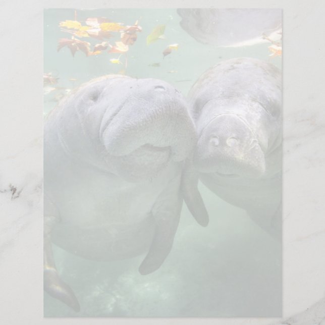 Kutest Baby Animals | Twee lamantijnen (Voorkant)