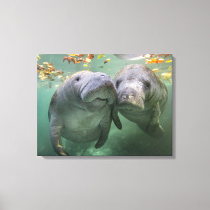 Kutest Baby Animals   Twee lamantijnen Canvas Afdruk