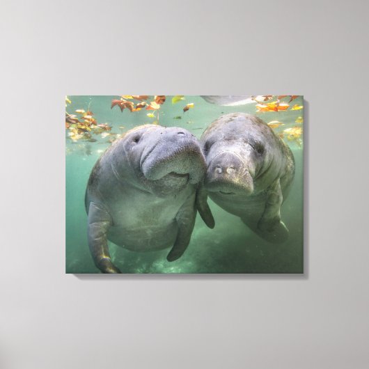 Kutest Baby Animals | Twee lamantijnen Canvas Afdruk (Voorkant)