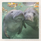 Kutest Baby Animals | Twee lamantijnen Glazen Onderzetter (Voorkant)