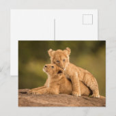 Kutest Baby Animals | Twee lionkubussen Briefkaart (Voorkant / Achterkant)