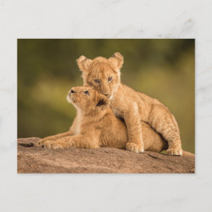 Kutest Baby Animals Twee lionkubussen Briefkaart