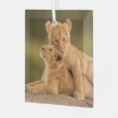 Kutest Baby Animals | Twee lionkubussen Glas Ornament (Voorkant links)