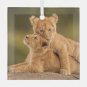 Kutest Baby Animals | Twee lionkubussen Glas Ornament (Voorkant)