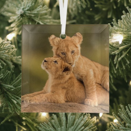 Kutest Baby Animals | Twee lionkubussen Glas Ornament (Insitu)