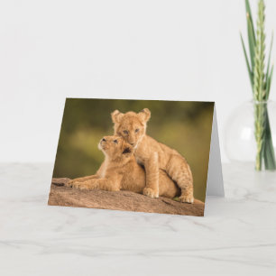 Kutest Baby Animals   Twee lionkubussen Kaart