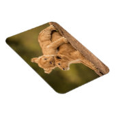 Kutest Baby Animals | Twee lionkubussen Magneet (Rechterzijde)