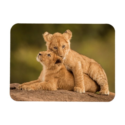 Kutest Baby Animals | Twee lionkubussen Magneet (Horizontaal)