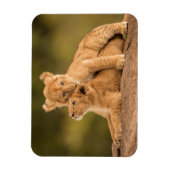 Kutest Baby Animals | Twee lionkubussen Magneet (Verticaal)