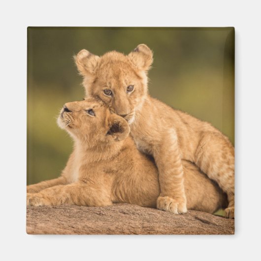 Kutest Baby Animals | Twee lionkubussen Magneet (Voorkant)