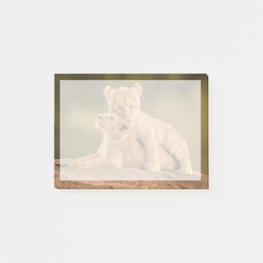 Kutest Baby Animals | Twee lionkubussen Post-it® Notes (Voorkant)