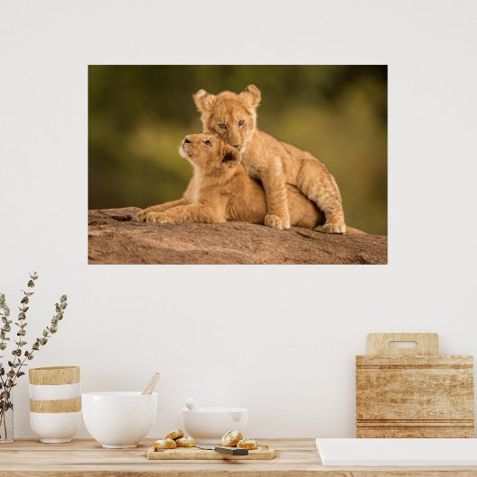 Kutest Baby Animals | Twee lionkubussen Poster (Keuken)