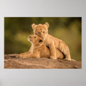 Kutest Baby Animals | Twee lionkubussen Poster (Voorkant)