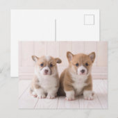 Kutest Baby Animals | Twee vergaderingen van de Ba Briefkaart (Voorkant / Achterkant)