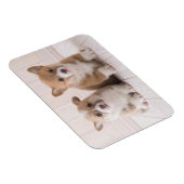 Kutest Baby Animals | Twee vergaderingen van de Ba Magneet (Rechterzijde)