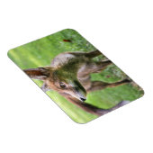 Kutest Baby Animals | Urban Fox Magneet (Rechterzijde)