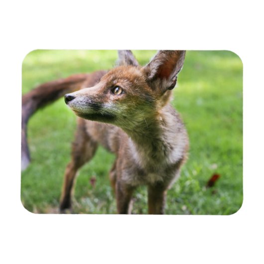 Kutest Baby Animals | Urban Fox Magneet (Horizontaal)