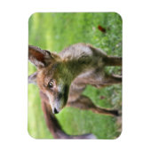 Kutest Baby Animals | Urban Fox Magneet (Verticaal)