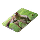 Kutest Baby Animals | Urban Fox Magneet (Linkerzijde)