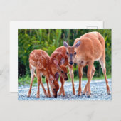 Kutest Baby Animals | Verdwenen met baby's Briefkaart (Voorkant / Achterkant)