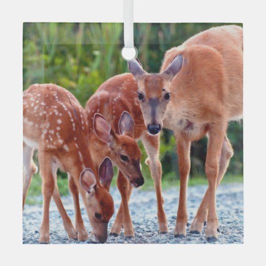 Kutest Baby Animals | Verdwenen met baby's Glas Ornament (Voorkant)