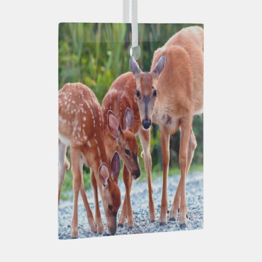 Kutest Baby Animals | Verdwenen met baby's Glas Ornament (Voorkant Rechts)