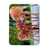 Kutest Baby Animals | Verdwenen met baby's Magneet (Verticaal)